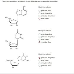 Nucleotide bonds