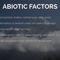 Abiotic factors of taiga biome