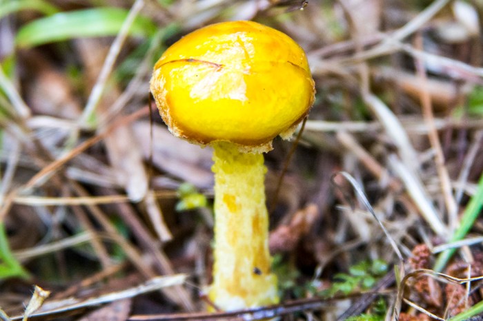 Chicken fat mushroom look alikes