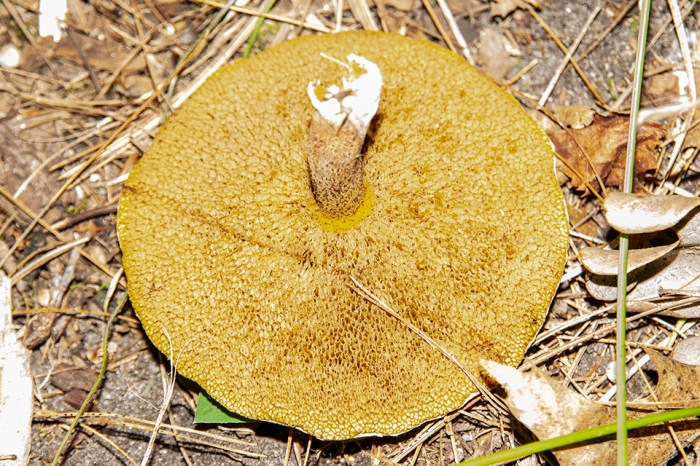 Mushroom fat chicken americanus suillus minnesotaseasons