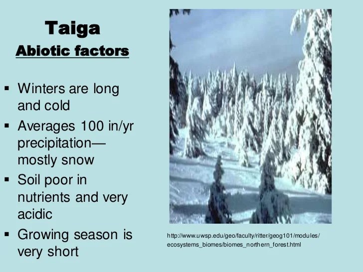 Biome taiga abiotic boreal