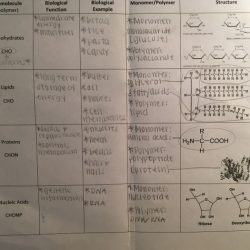 Amoeba sisters video recap biomolecules answer key