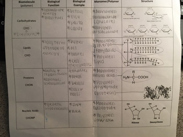 Amoeba sisters video recap biomolecules answer key